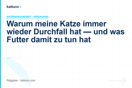 Warum meine Katze immer wieder Durchfall hat — und was Futter damit zu tun hat | kattuno