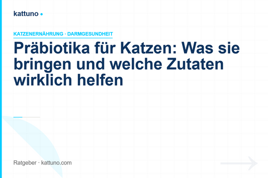 Präbiotika für Katzen: Was sie bringen und welche Zutaten wirklich helfen | kattuno